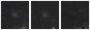 Missing file PGC3138312-custom-montage-W1W2.png