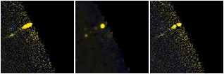 Missing file AGC219530-custom-montage-FUVNUV.png