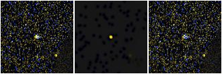Missing file PGC2313654-custom-montage-FUVNUV.png
