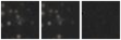 Missing file SDSSJ114259.64+482124.4-custom-montage-W1W2.png