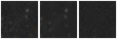 Missing file PGC036594-custom-montage-W1W2.png