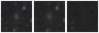 Missing file PGC2515483-custom-montage-W1W2.png