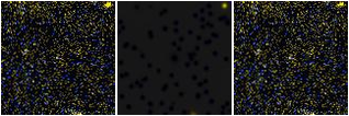 Missing file PGC2587031-custom-montage-FUVNUV.png