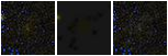 Missing file PGC036883-custom-montage-FUVNUV.png