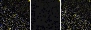 Missing file PGC1528400-custom-montage-FUVNUV.png