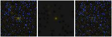 Missing file PGC2592316-custom-montage-FUVNUV.png