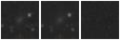 Missing file PGC2832084-custom-montage-W1W2.png