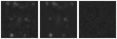 Missing file PGC3289858-custom-montage-W1W2.png