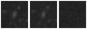 Missing file PGC1251547-custom-montage-W1W2.png