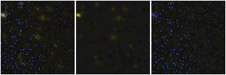 Missing file PGC2246960-custom-montage-FUVNUV.png