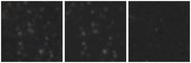 Missing file PGC2246960-custom-montage-W1W2.png