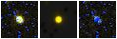 Missing file PGC2586272-custom-montage-FUVNUV.png
