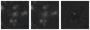Missing file SDSSJ115504.20+282052.3-custom-montage-W1W2.png