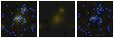 Missing file SDSSJ115506.04+440611.8-custom-montage-FUVNUV.png