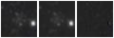 Missing file PGC2832101-custom-montage-W1W2.png