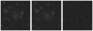 Missing file PGC3085826-custom-montage-W1W2.png