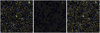 Missing file AGC229276-custom-montage-FUVNUV.png