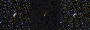 Missing file AGC749450-custom-montage-FUVNUV.png