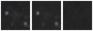 Missing file PGC126724-custom-montage-W1W2.png