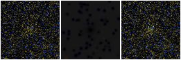 Missing file PGC2832106-custom-montage-FUVNUV.png