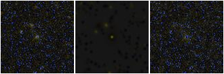 Missing file VFID1679-custom-montage-FUVNUV.png