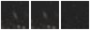 Missing file PGC1560780-custom-montage-W1W2.png