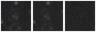 Missing file PGC3291470-custom-montage-W1W2.png