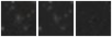 Missing file SDSSJ120638.66+661834.3-custom-montage-W1W2.png