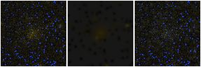 Missing file UGC07110-custom-montage-FUVNUV.png