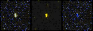 Missing file AGC224696-custom-montage-FUVNUV.png