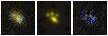 Missing file PGC038754-custom-montage-FUVNUV.png