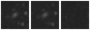 Missing file PGC1441122-custom-montage-W1W2.png