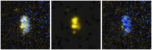Missing file PGC2807146-custom-montage-FUVNUV.png