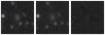 Missing file SDSSJ121128.73+304641.1-custom-montage-W1W2.png