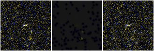 Missing file AGC749454-custom-montage-FUVNUV.png