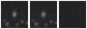 Missing file PGC038959-custom-montage-W1W2.png