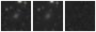 Missing file PGC039164-custom-montage-W1W2.png