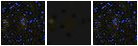 Missing file SDSSJ121223.65+650717.8-custom-montage-FUVNUV.png
