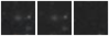 Missing file SDSSJ121534.18+660758.2-custom-montage-W1W2.png