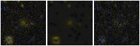 Missing file 2MASXJ12194916+0511061-custom-montage-FUVNUV.png