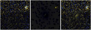 Missing file EVCC0259-custom-montage-FUVNUV.png