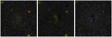 Missing file PGC039309-custom-montage-FUVNUV.png