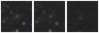 Missing file PGC039501-custom-montage-W1W2.png