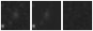 Missing file PGC039648-custom-montage-W1W2.png