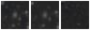 Missing file PGC2272312-custom-montage-W1W2.png