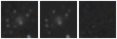 Missing file SDSSJ121627.25+334136.3-custom-montage-W1W2.png