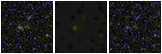 Missing file SDSSJ121746.61+052236.2-custom-montage-FUVNUV.png