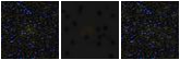 Missing file SDSSJ121820.26+050700.4-custom-montage-FUVNUV.png