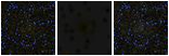 Missing file PGC039825-custom-montage-FUVNUV.png