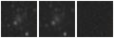 Missing file PGC039905-custom-montage-W1W2.png